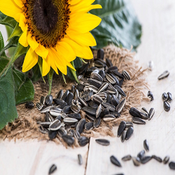 Sunflower Seeds