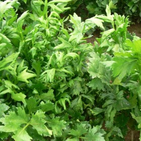 celery