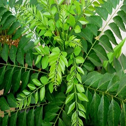 curry-leaves